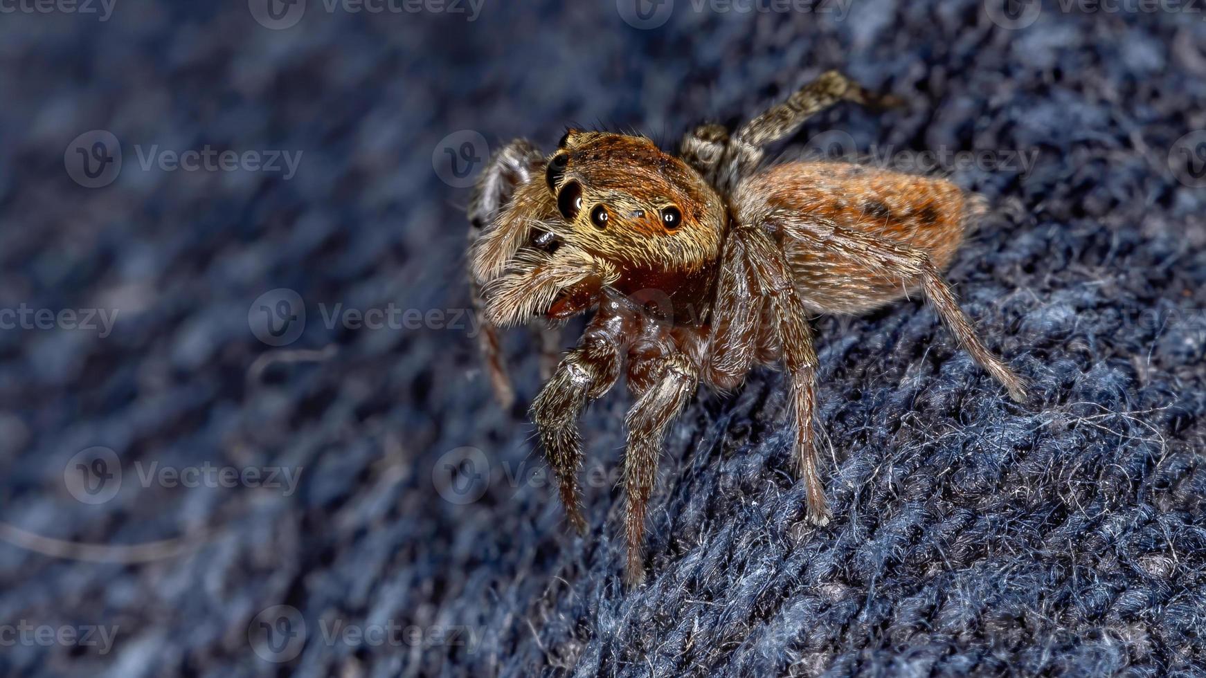 adanson house jumping spindel foto