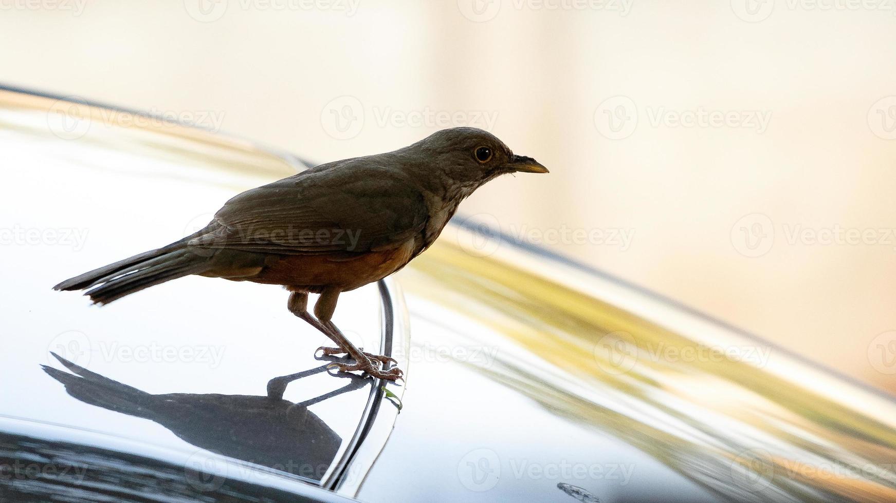 rufous buken trast foto