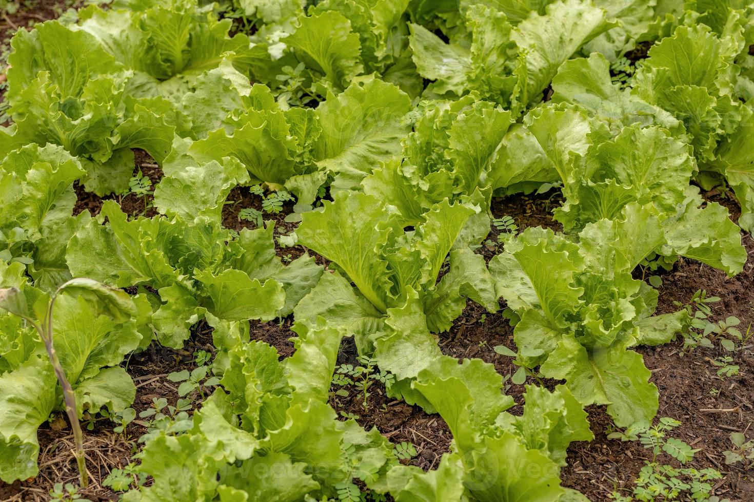 grön sallad plantor foto