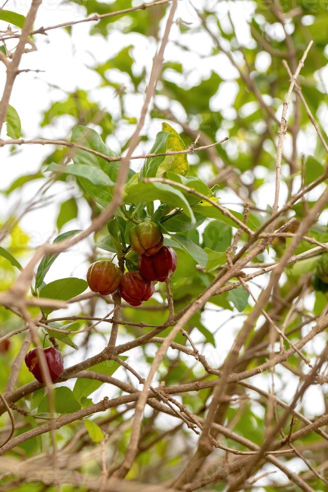röda acerola frukter foto