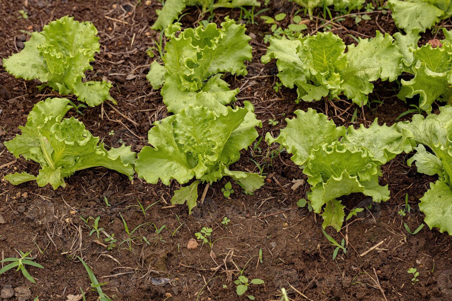 grön sallad plantor foto