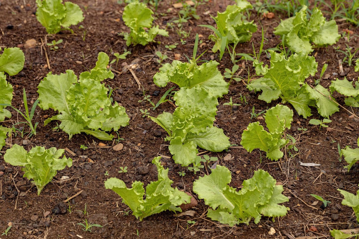 grön sallad plantor foto