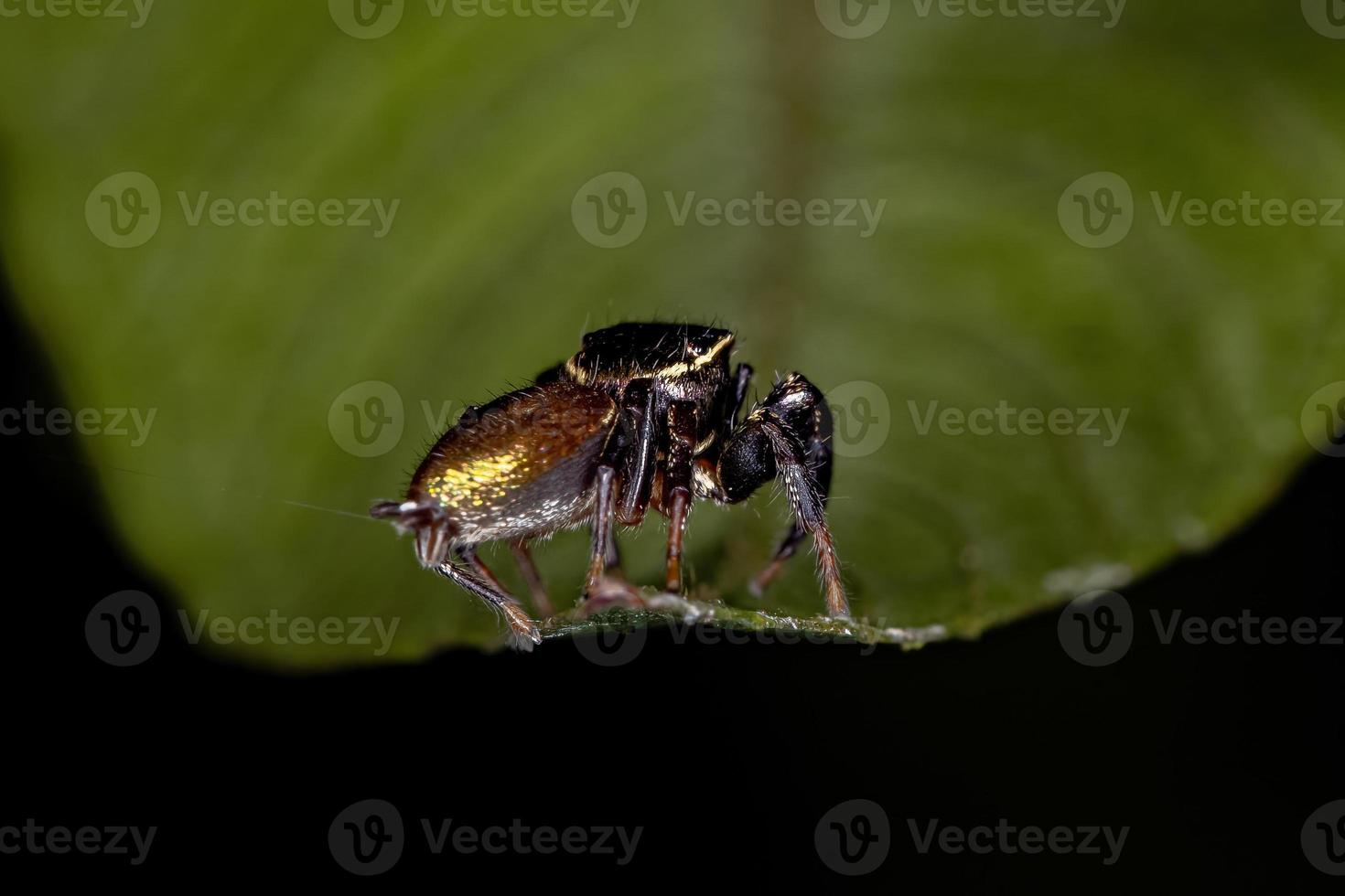 liten hoppande spindel foto