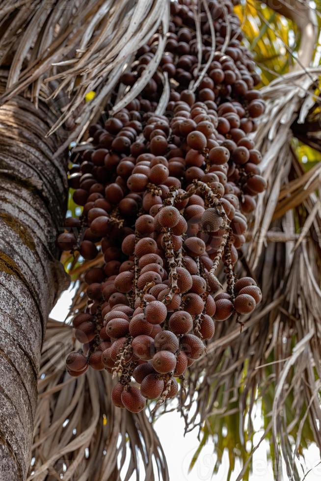 moriche palmfrukter foto