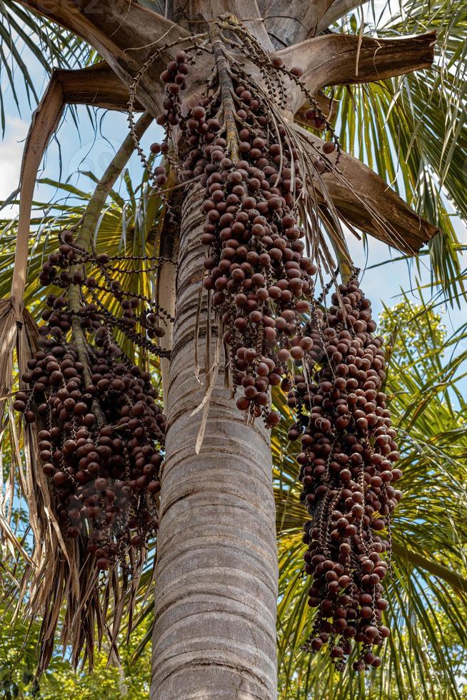 moriche palmfrukter foto