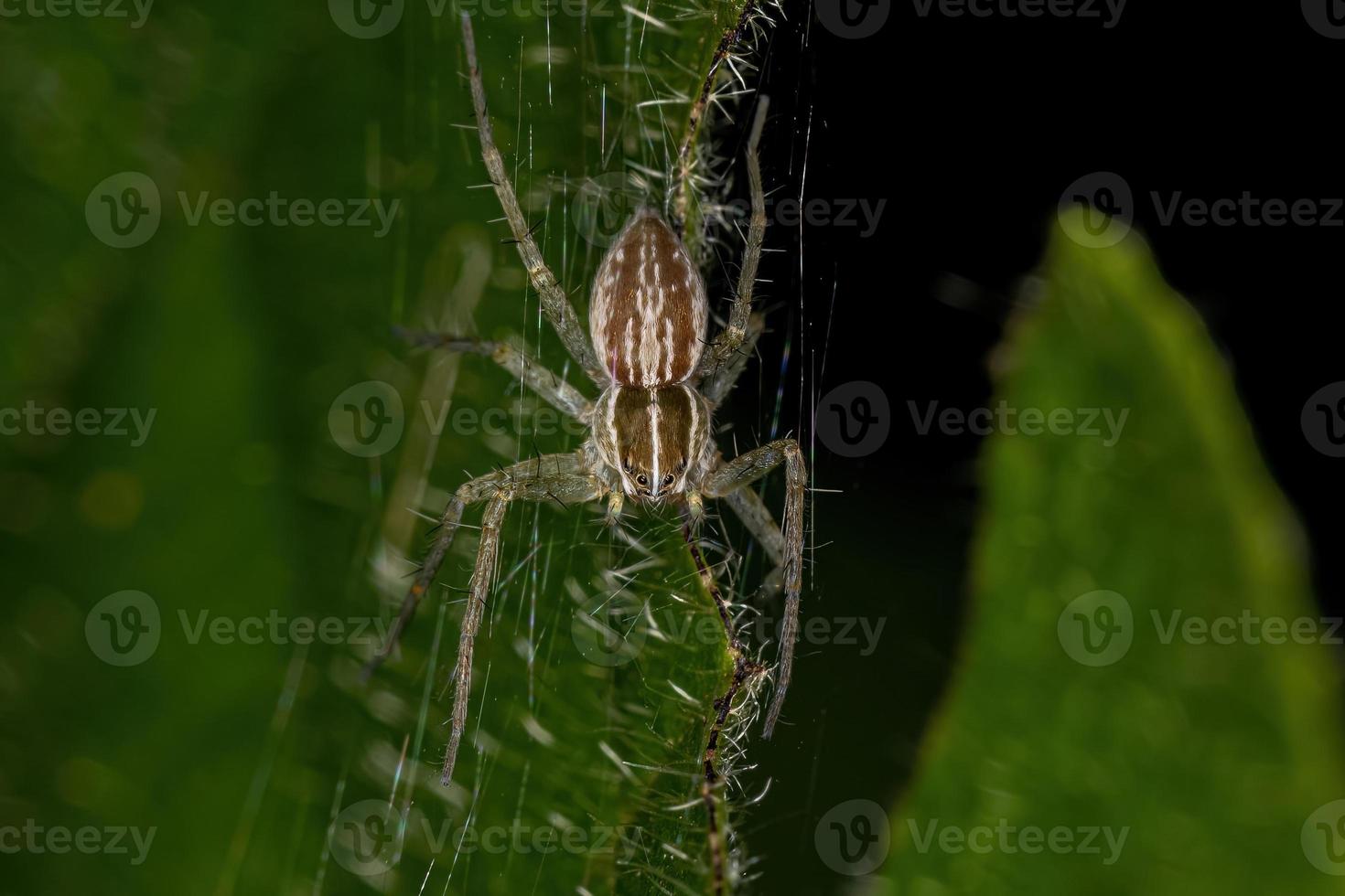 liten plantskola web spindel foto