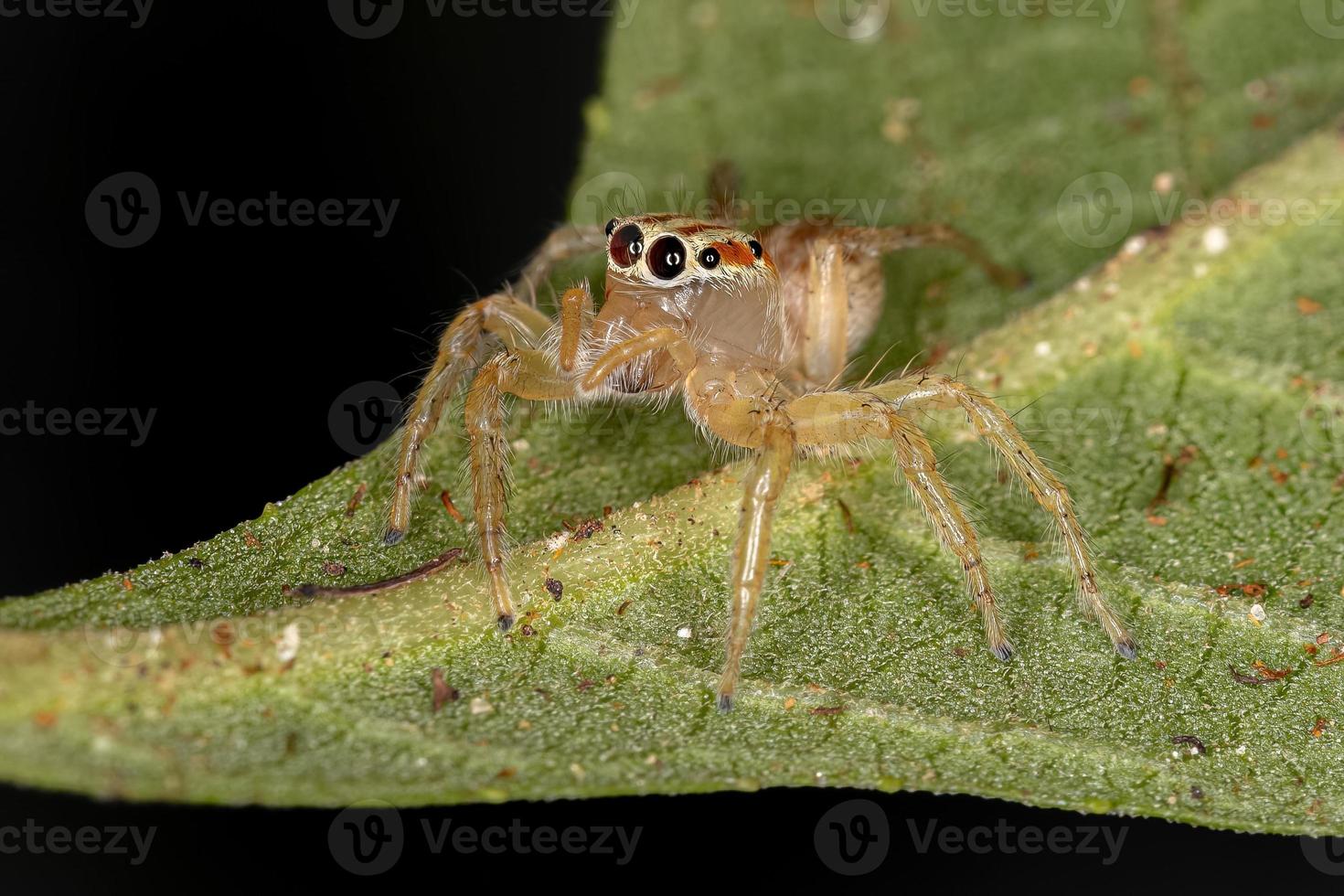 liten hoppande spindel foto