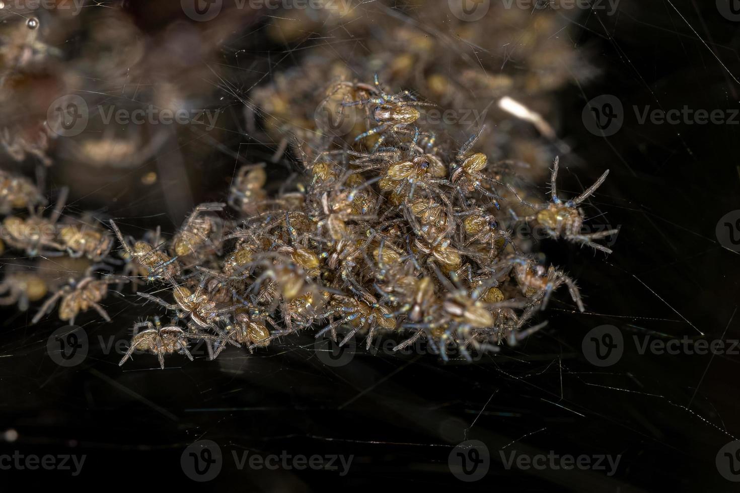 små araneoidspindlar foto