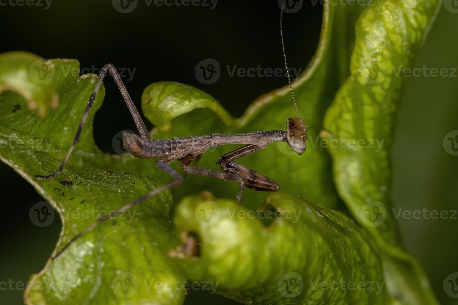 liten mantid nymf foto