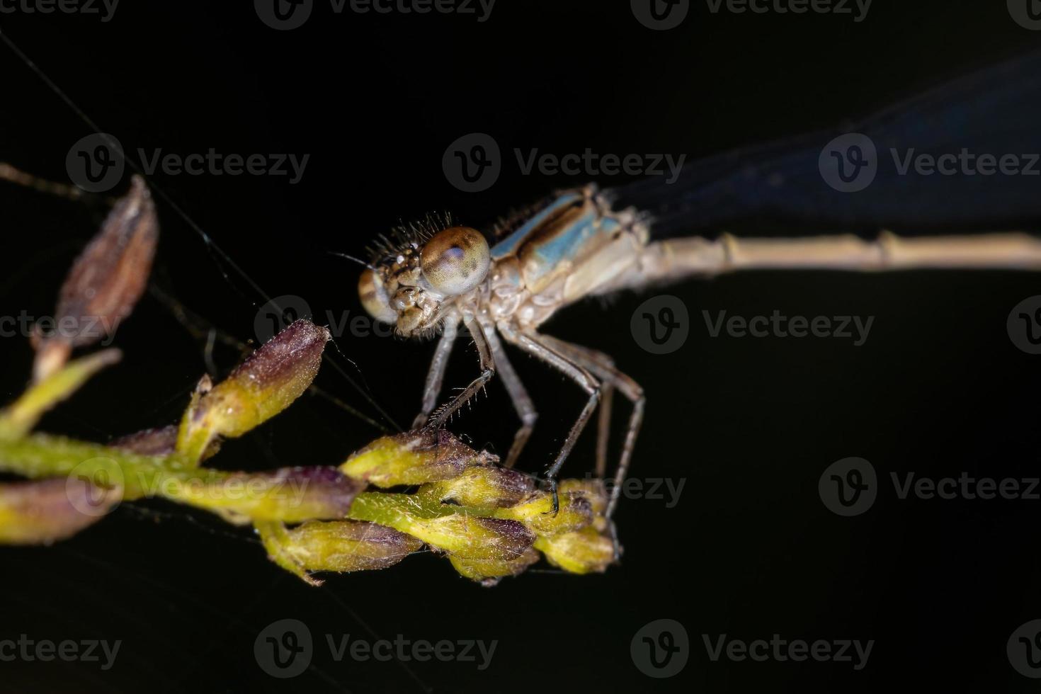 vuxen smalvingad damselfly foto