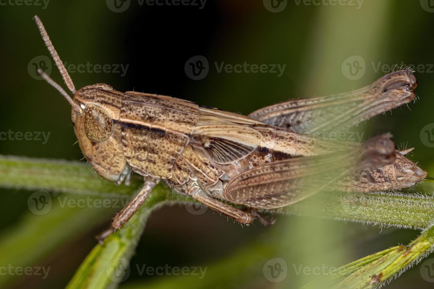 vuxen stridulerande gräshoppa med sned ansikte foto