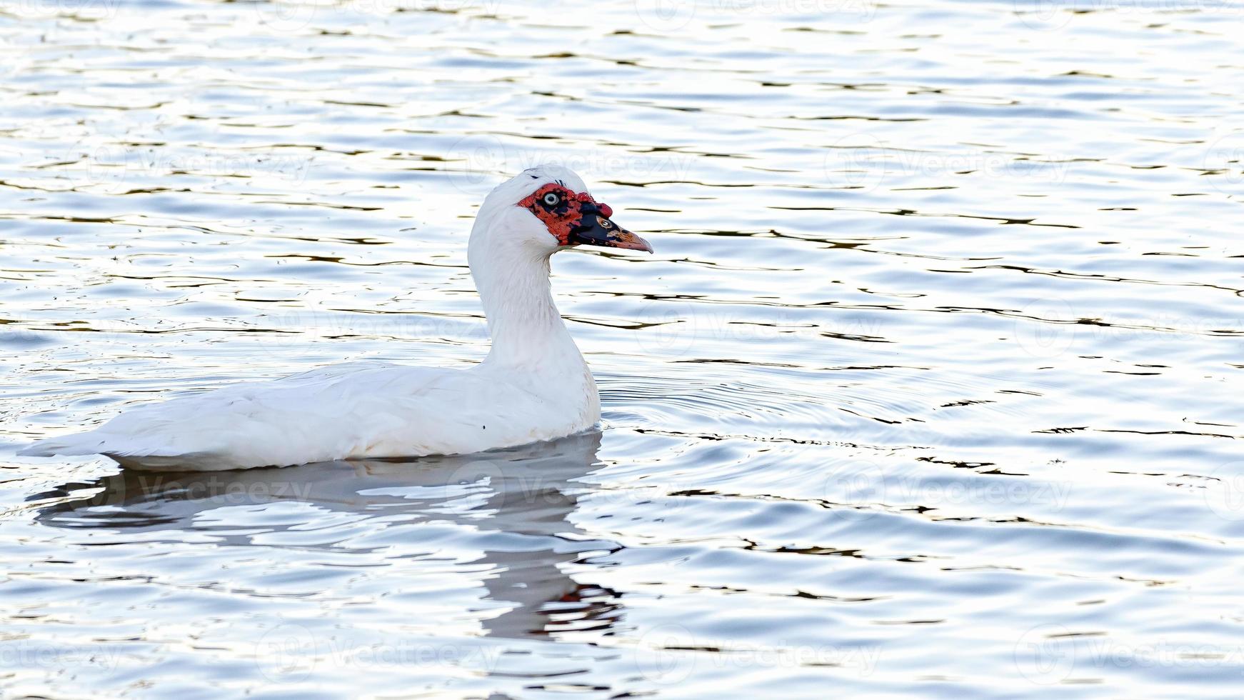 tam myskoanka foto