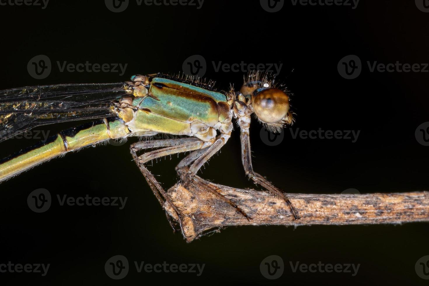 vuxen smalvingad damselfly foto