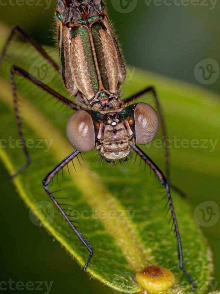 adul rubyspot jävligt insekt foto