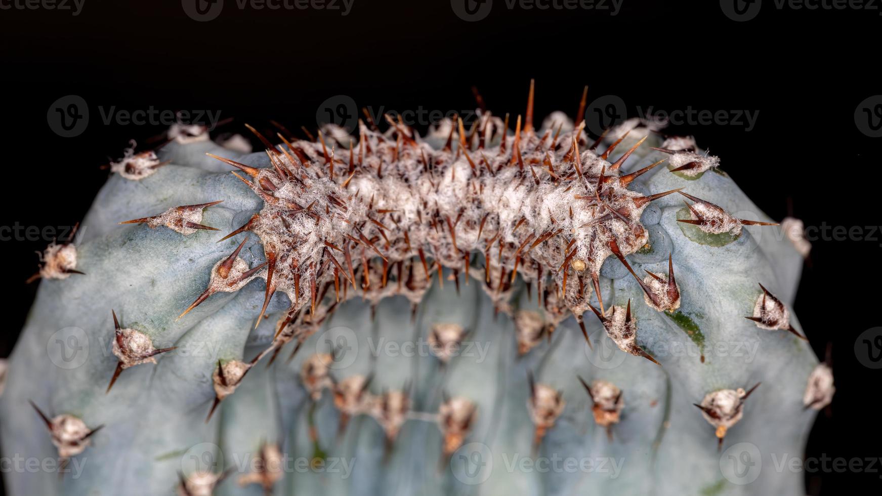 odlad liten kaktus foto