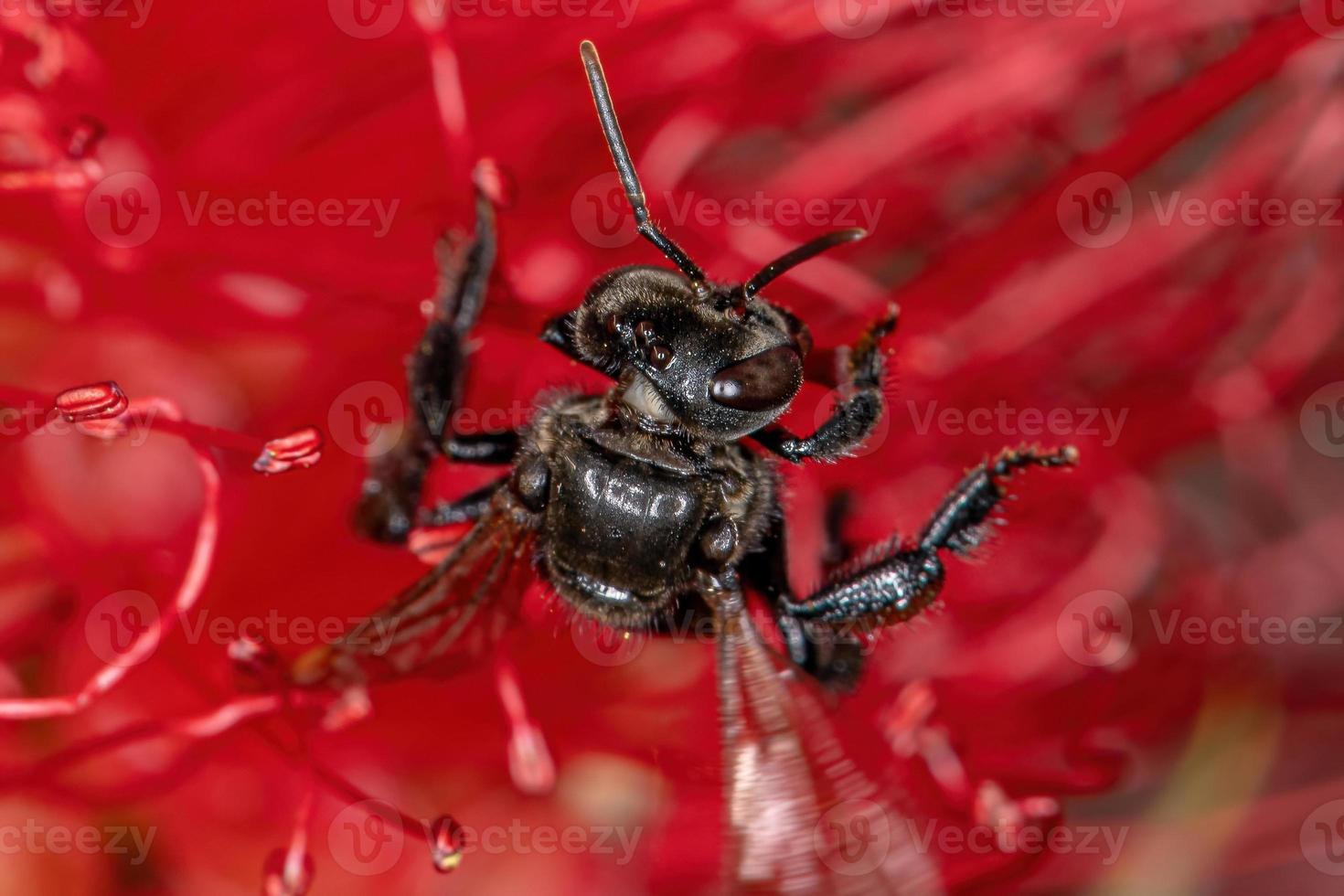 vuxen stingless bi foto