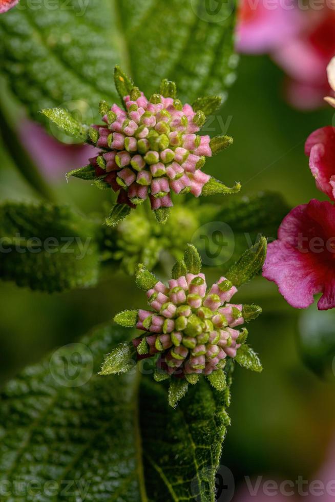 blomma av vanlig lantana foto