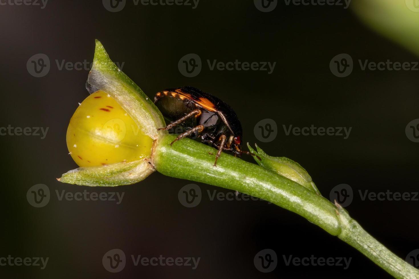 vuxen ebenholtsbugg foto