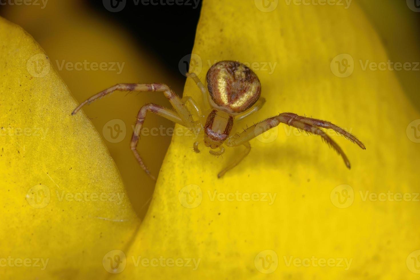 liten krabba spindel foto