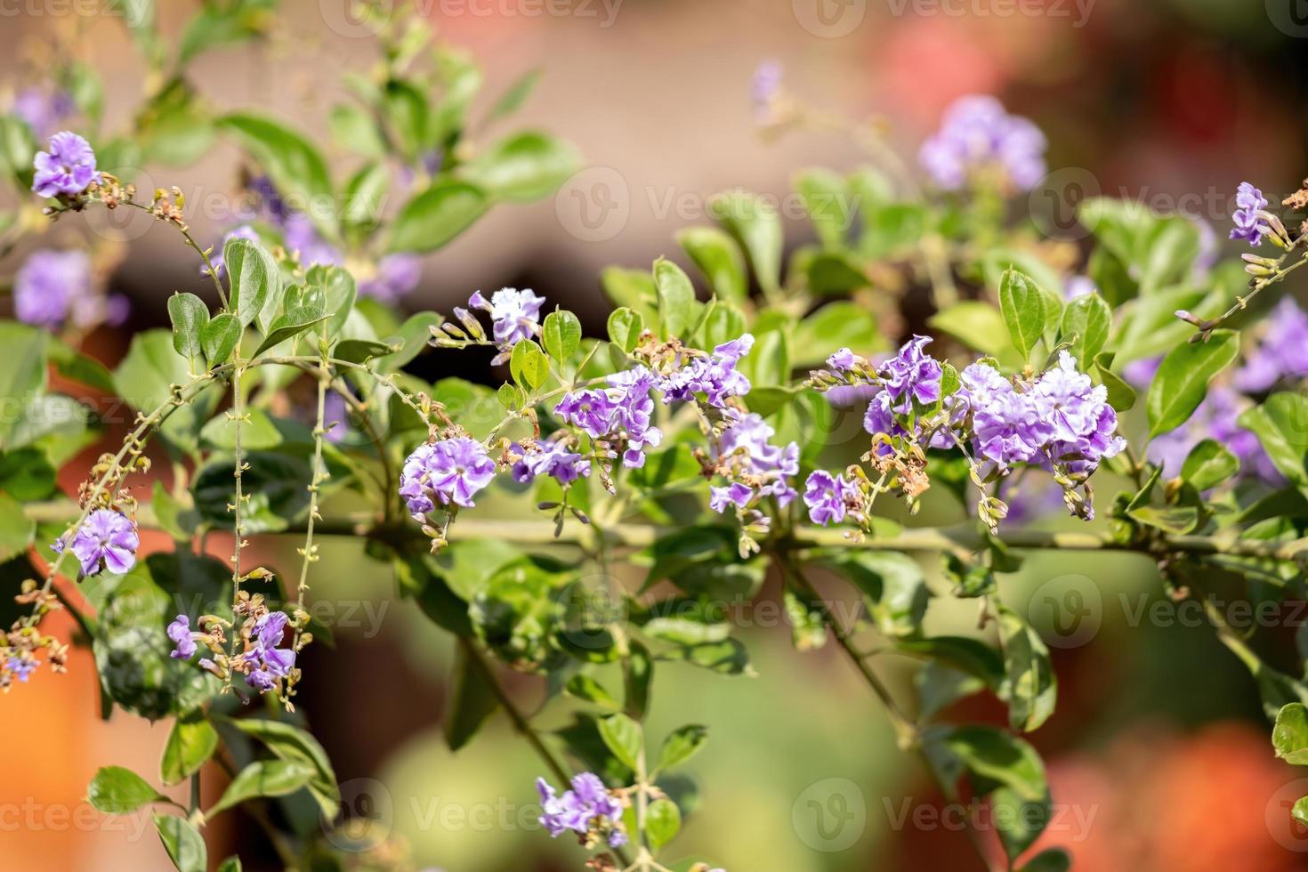 himmelblommiga gula blommor foto