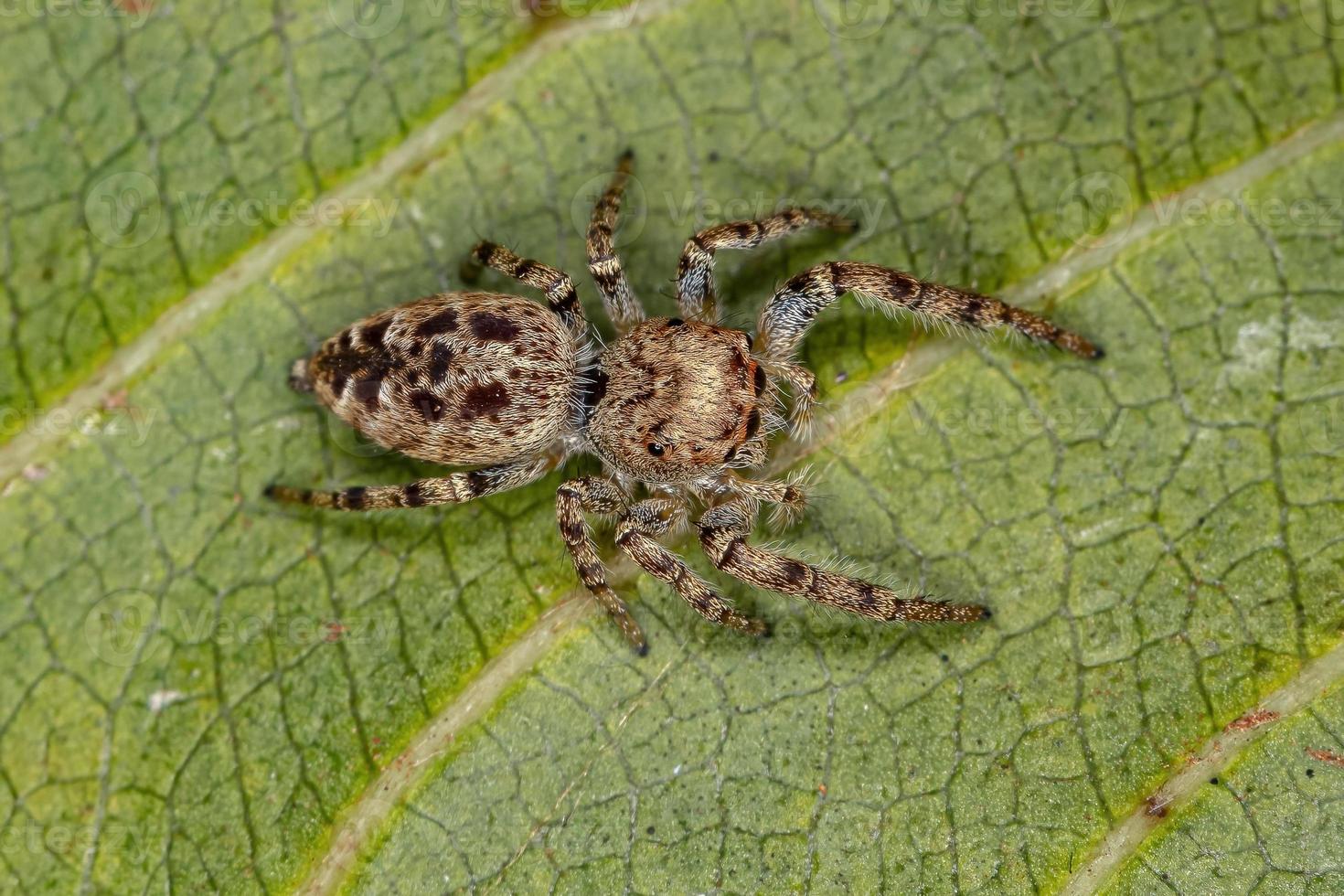 liten hoppande spindel foto