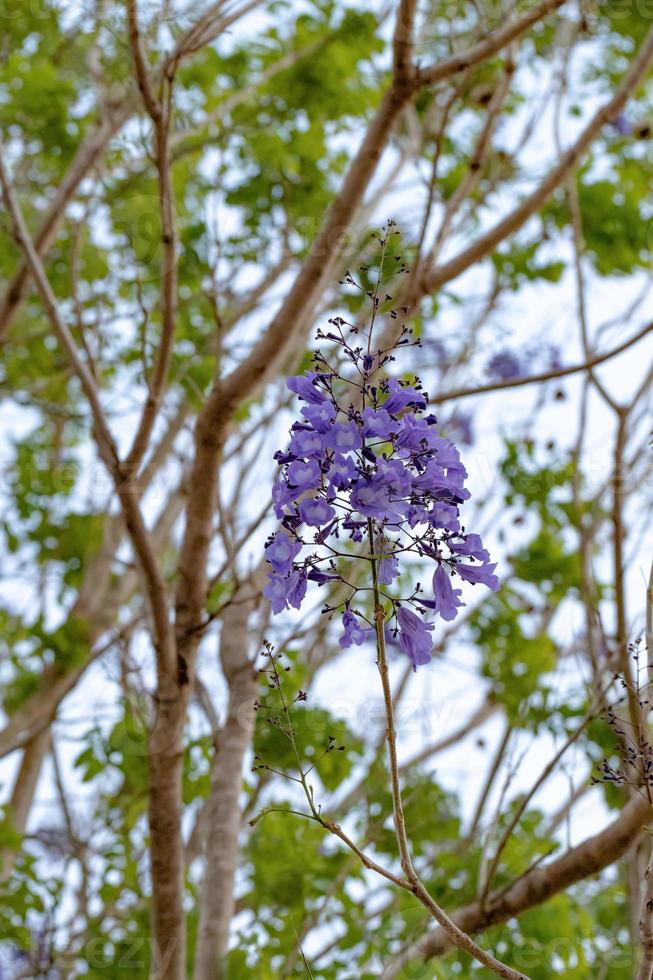 blå jacaranda träd foto