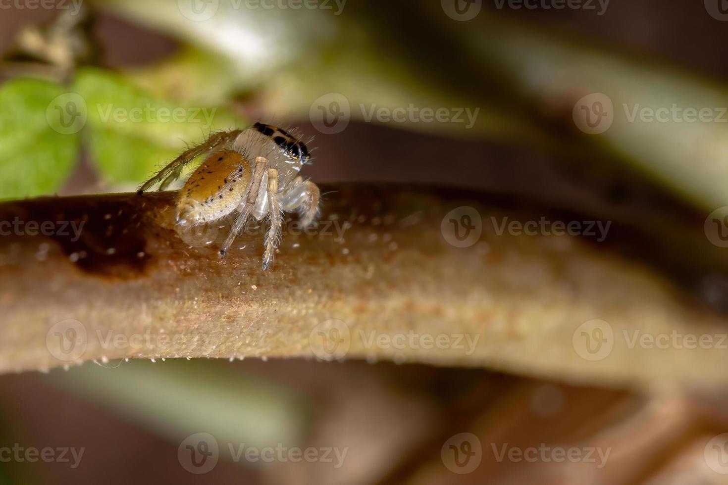 liten hoppande spindel foto