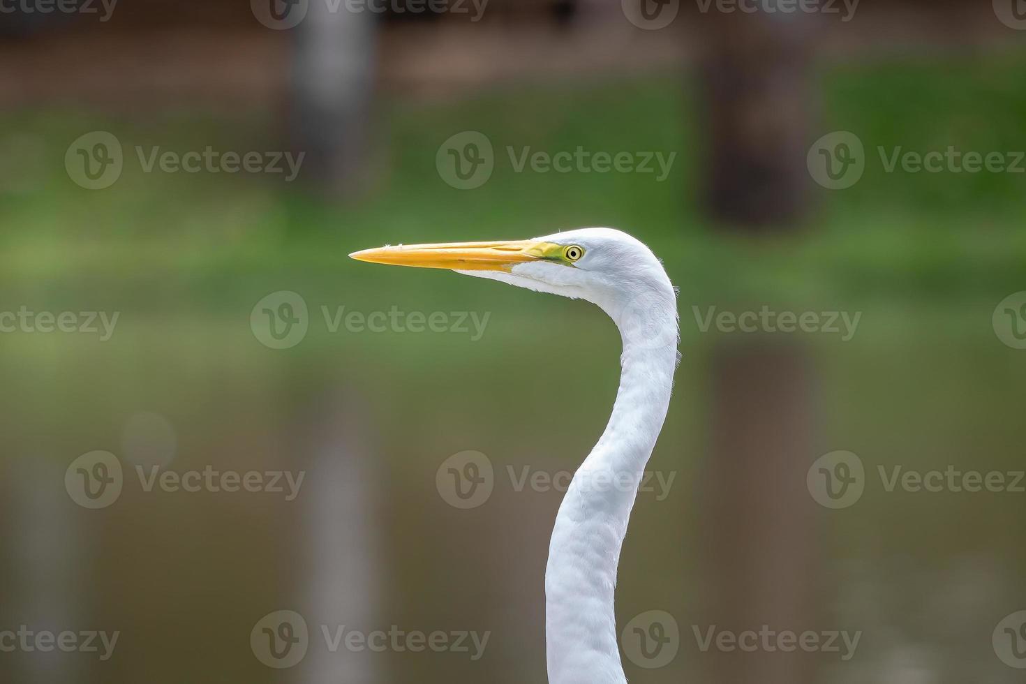 stora egret djur foto