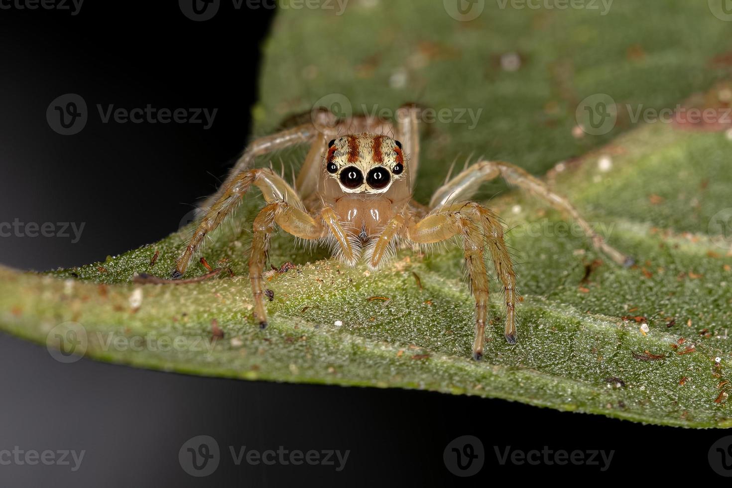 liten hoppande spindel foto