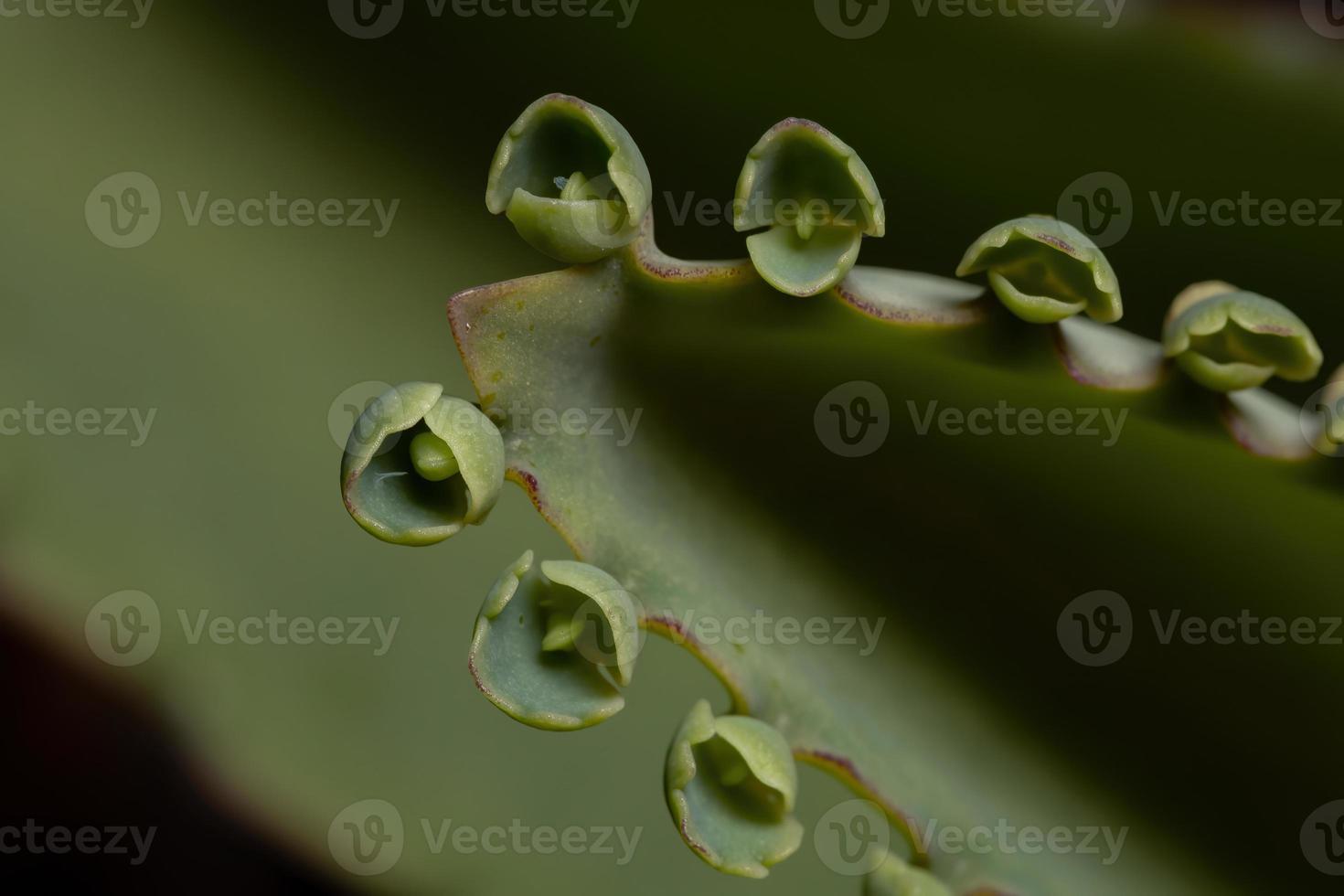 detaljer om bladen på en krasblommig växt foto