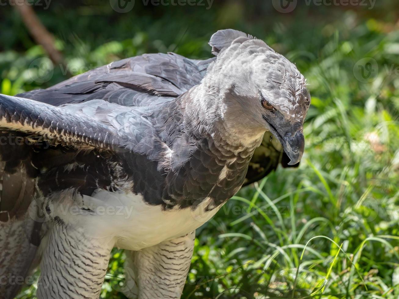 harpy eagle djur foto