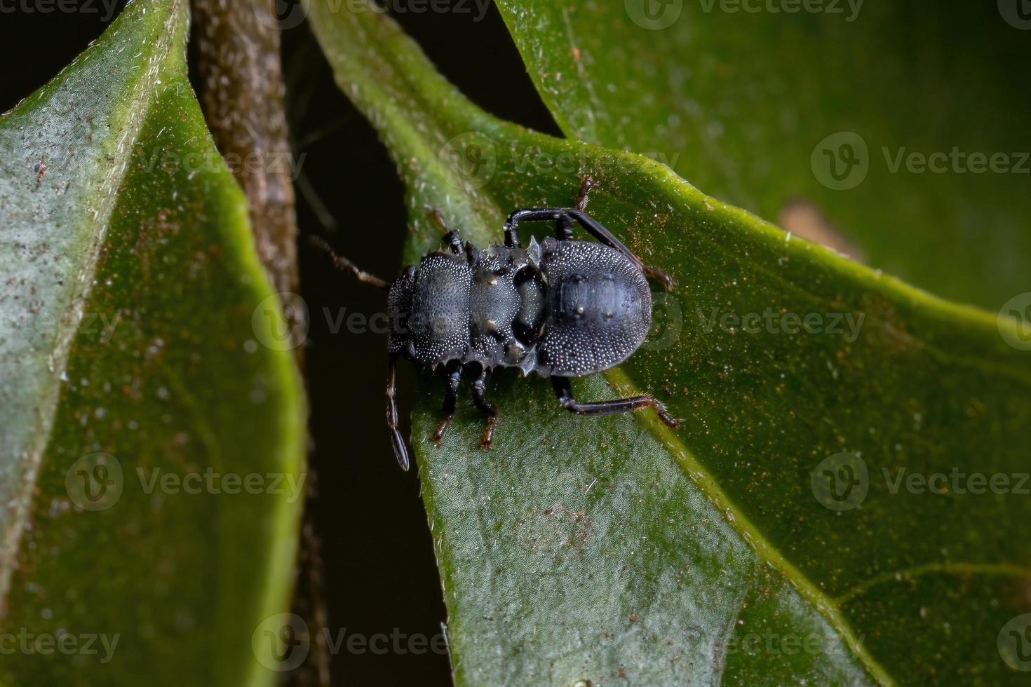 pentatomomorf bug som härmar sköldpaddsmyror foto