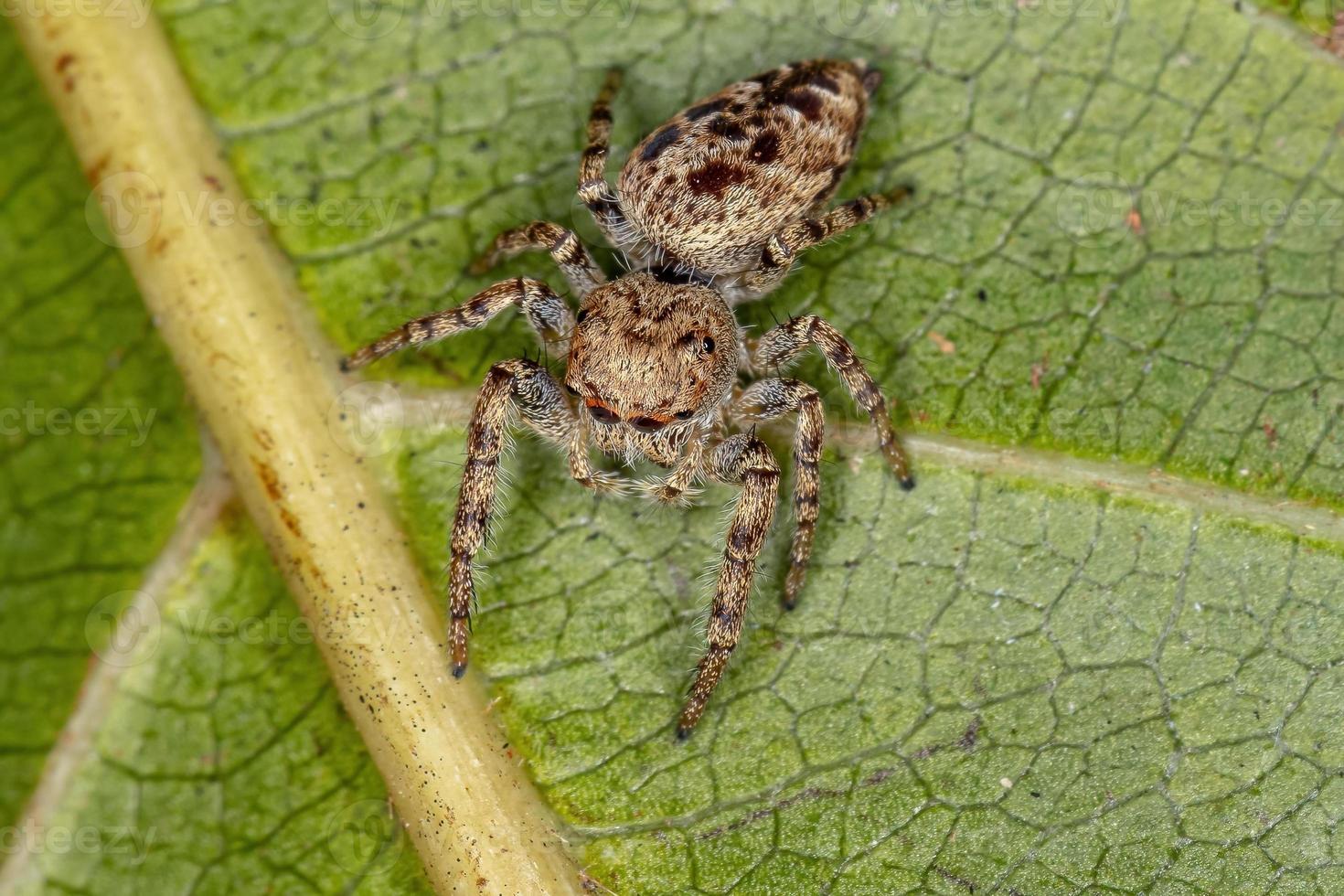 liten hoppande spindel foto