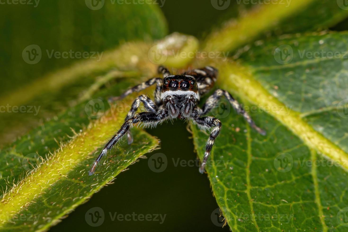 liten hoppande spindel foto