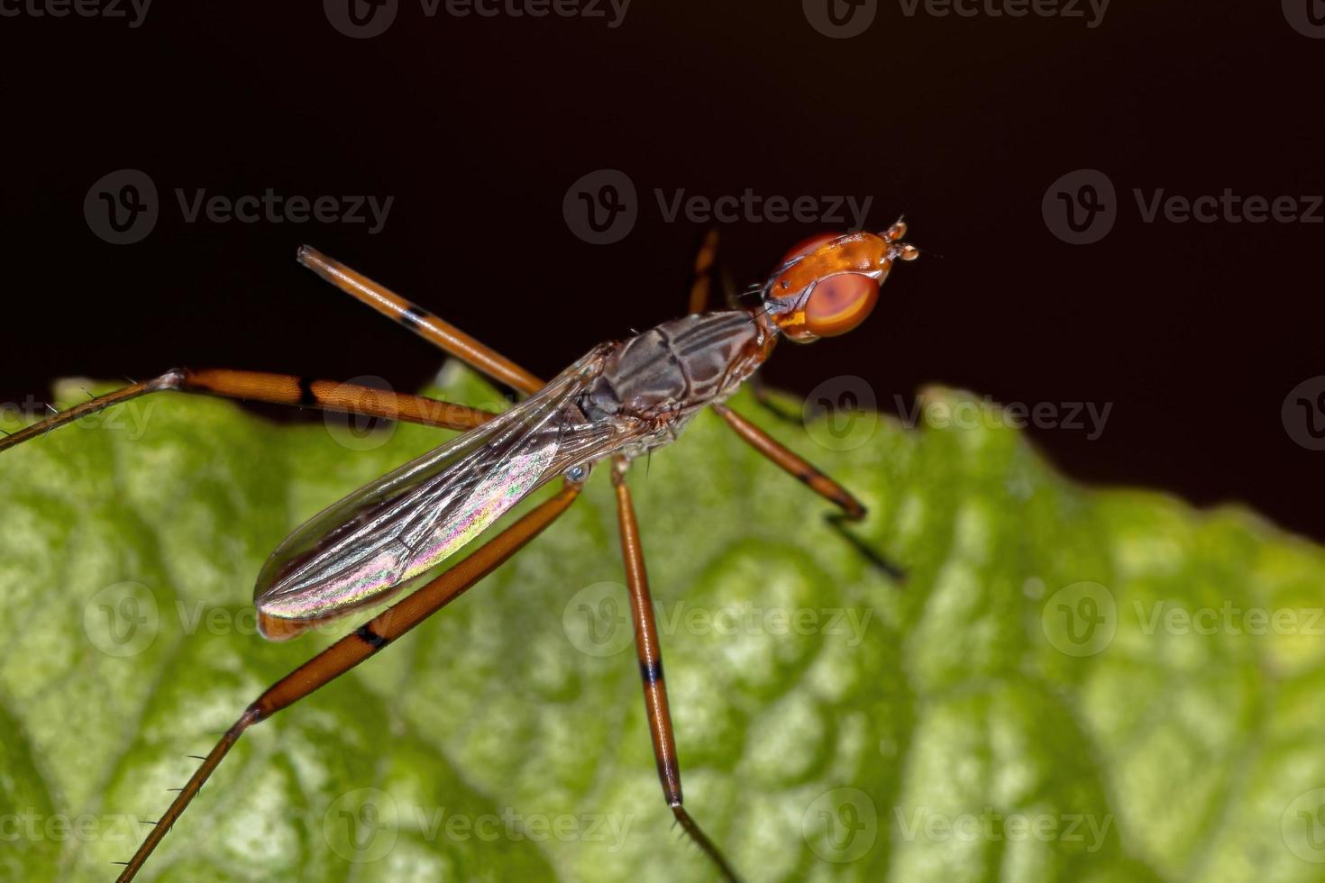 vuxen stilt-legged fluga foto