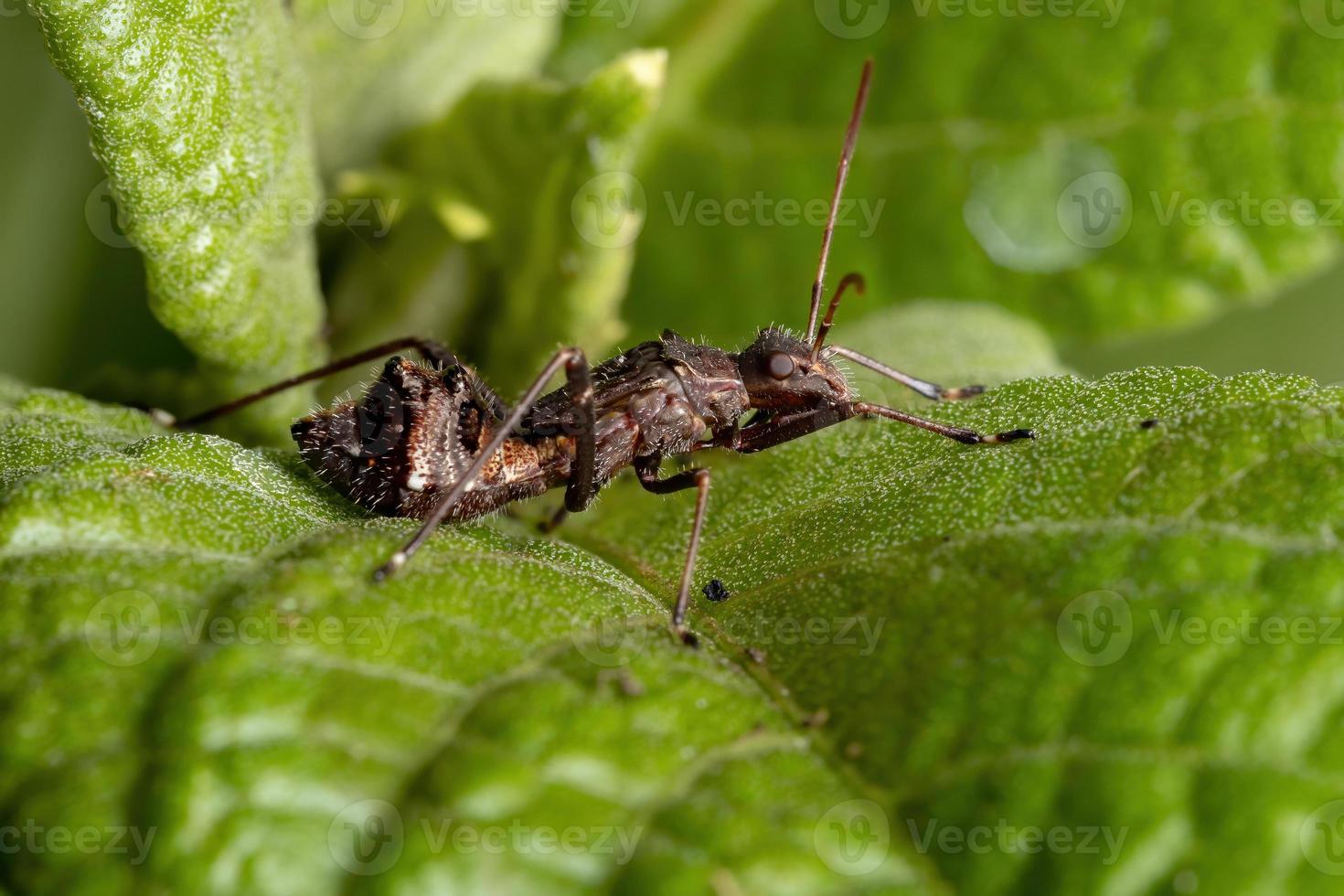 bredhövdad insektsnymf foto