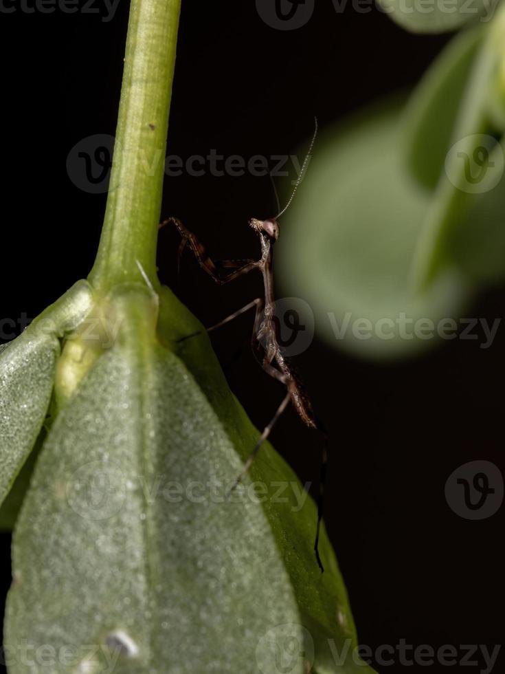 manlig mantid nymf foto