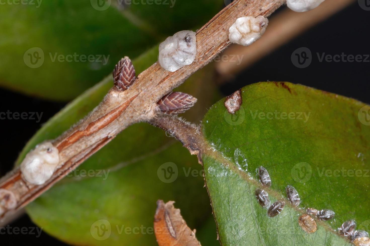 sköldpadda skalor insekter foto