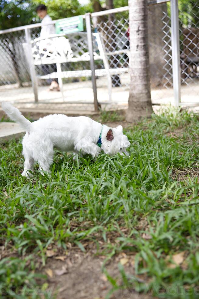 stänga upp fluffig fet päls vit yorkshire terrier , cockapoo ansikte med hund koppel spelar i hund parkera foto