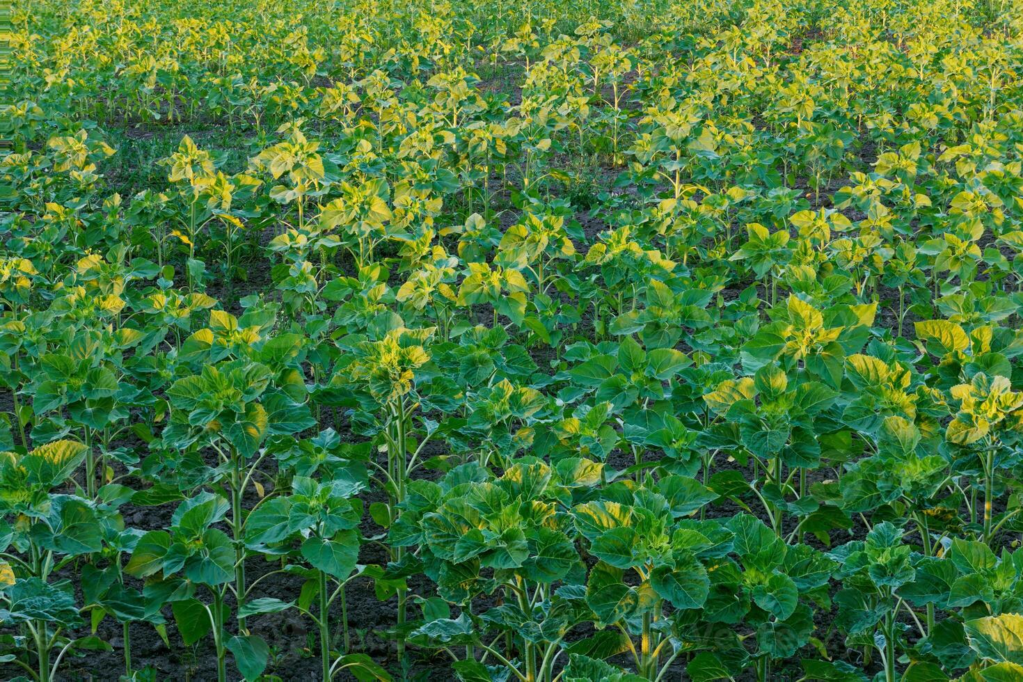 vår solros fält innan blomning, full ram bakgrund foto