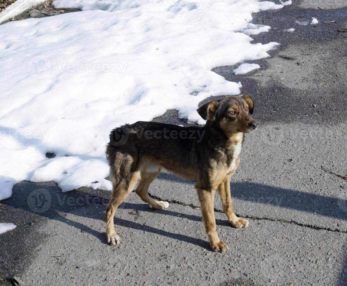 en hund stående på de gata i främre av en snö täckt trottoar foto