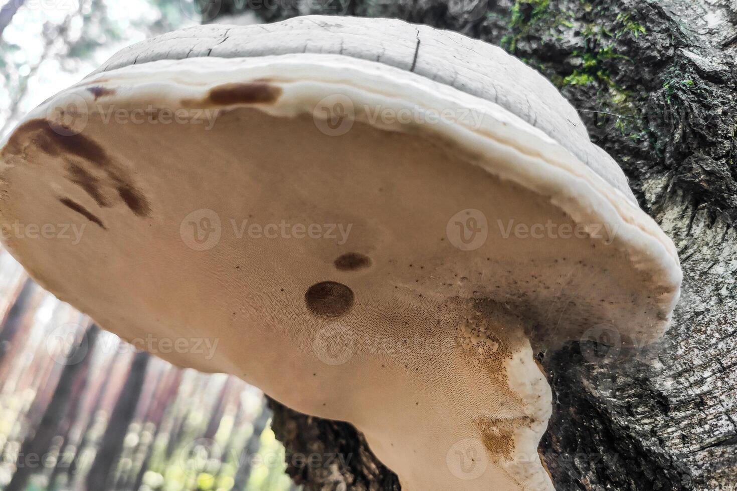 fomes fomentarius svamp i de skog närbild. foto