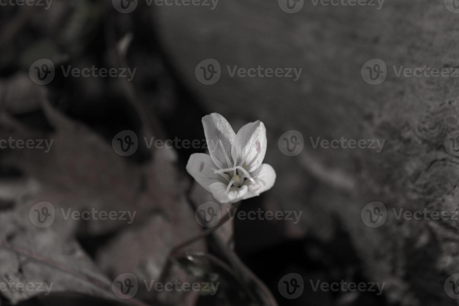 detta Söt blomma är känd som en virginia vår skönhet och växer vild i de skogen. detta skön vild blomma har vit kronblad med tips av rosa. de rör tycka om strängar i de mitten nå ut. foto