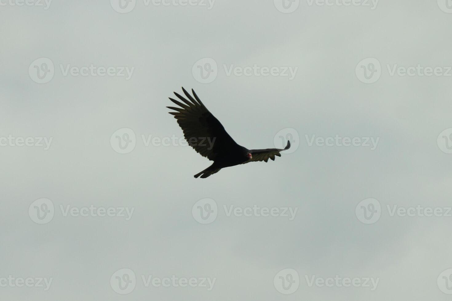 jag kärlek de se av detta skön vråk cirkulerande i de himmel. detta är en Kalkon gam. de lång svart befjädrad vingar sträckt ut till glida. de små röd huvud ge detta fågel de namn. foto