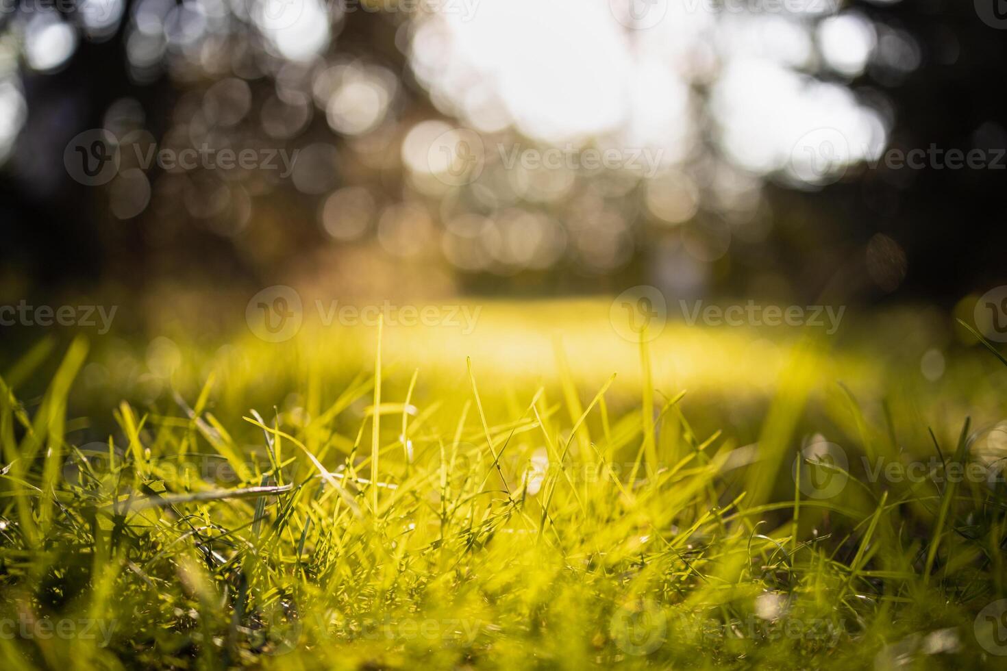 fredlig landskap med Sol i de skog och äng på solnedgång. färsk grön gräs närbild, suddig träd och värma solljus lövverk. idyllisk natur mall. natur bakgrund. skön äng foto