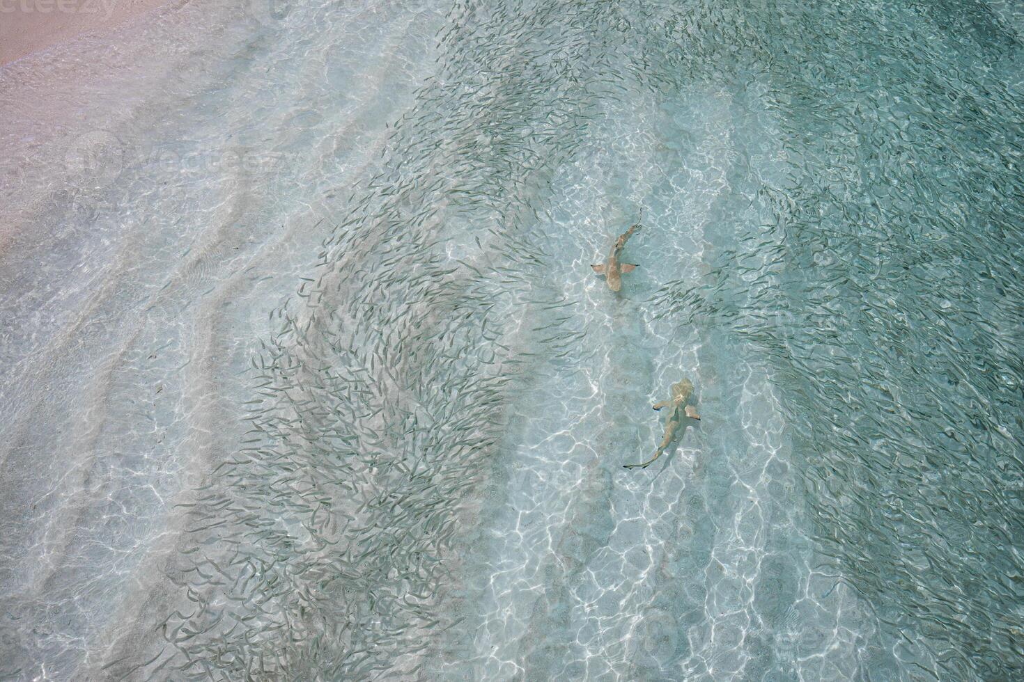 blacktip rev haj jakt för fisk. hav liv ekosystem. vild bebis svart dricks rev haj från ovan i tropisk klar vattnen skola av fisk i grund lagun turkos marin aqua bakgrund tapet foto