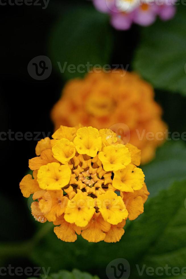 blomma av vanlig lantana foto