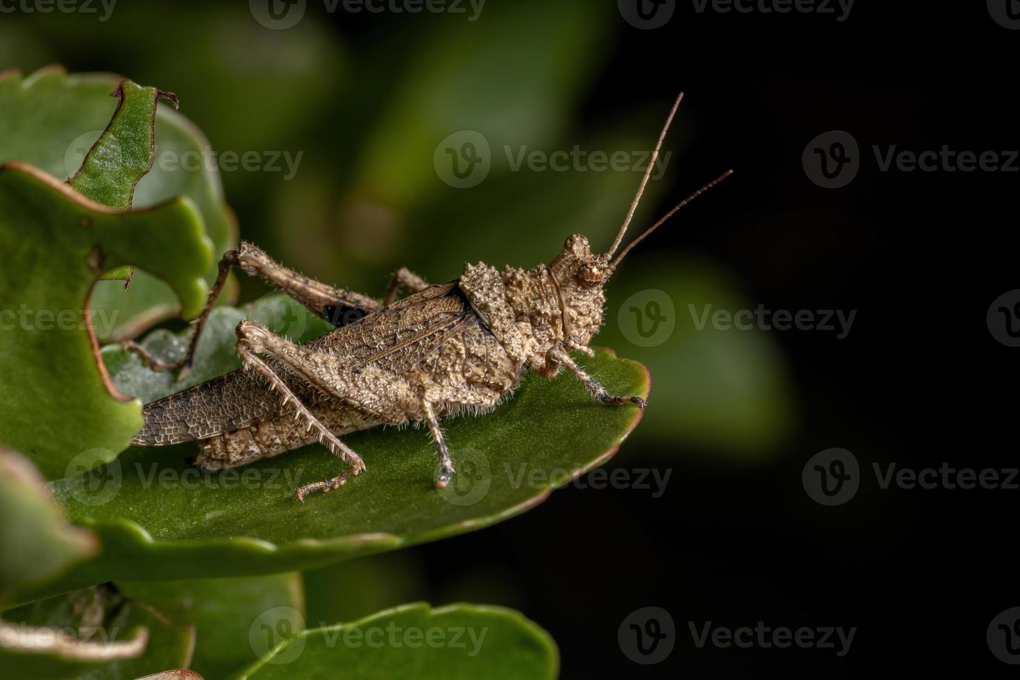 kort hornad gräshoppa foto