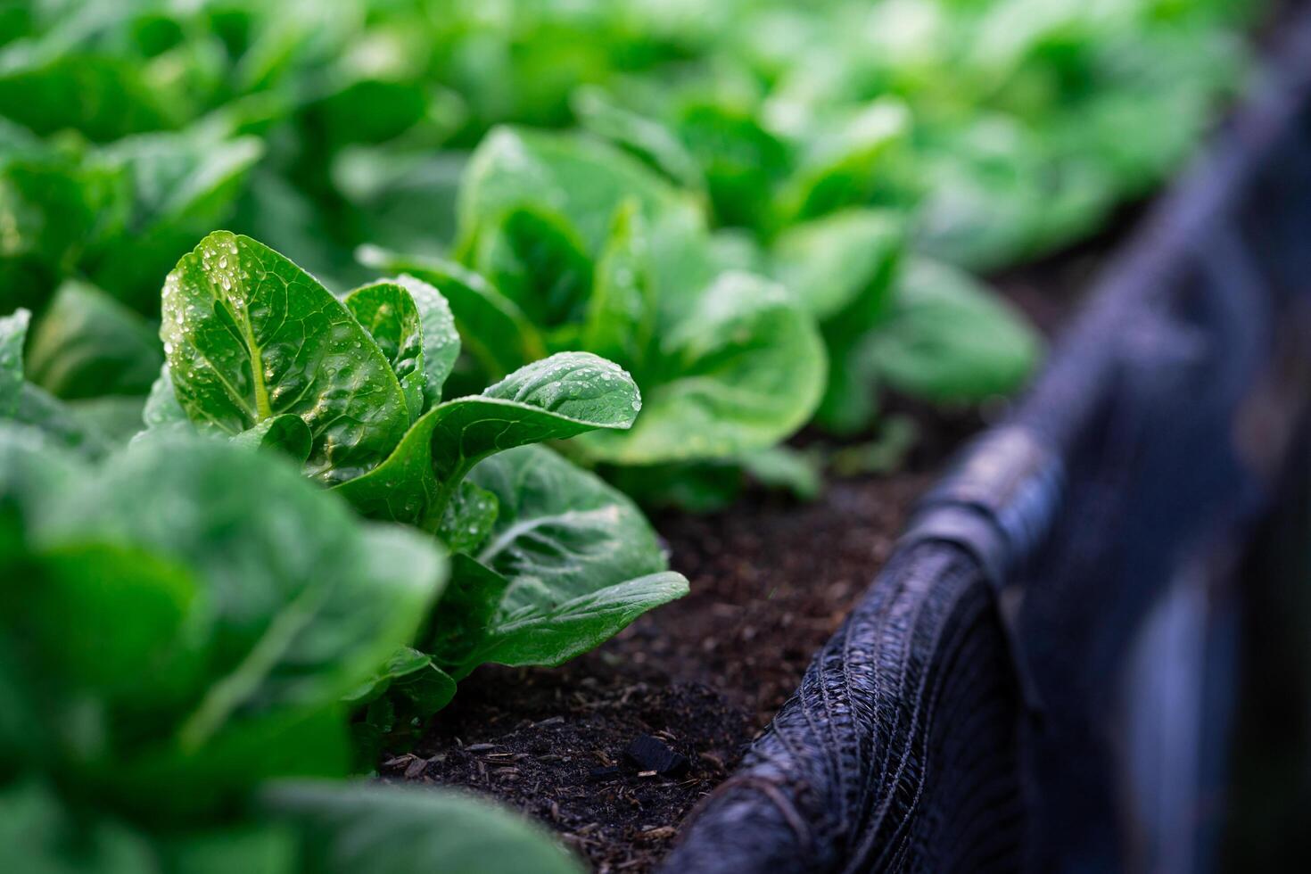 färsk hydroponiska vegetabiliska trädgård den där producerar hydroponiska sallad greener. grön ek sallad bruka på en grön organisk trädgård odla. foto