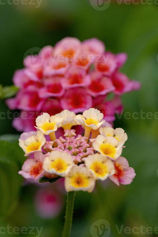 blomma av vanlig lantana foto